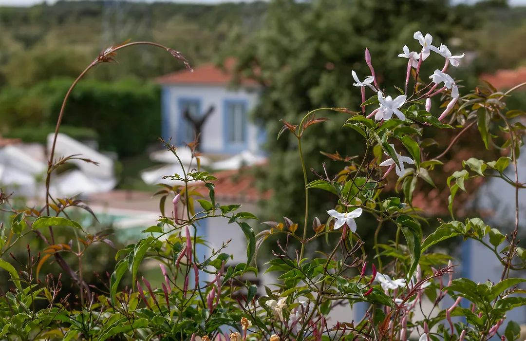 Monte Do Giestal - Casas De Campo & Spa-1