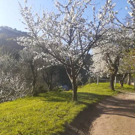 Quinta Dos Carvalhos The Wine House Farm In Center Of Lamego - Capital Of The Douro-3
