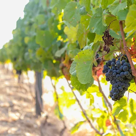 Quinta Vale De Lobos-3